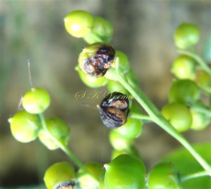  Fruits
